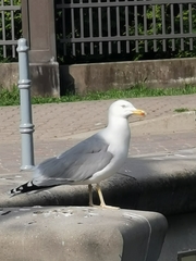 Larus argentatus
