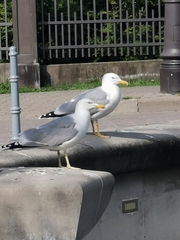 Larus argentatus