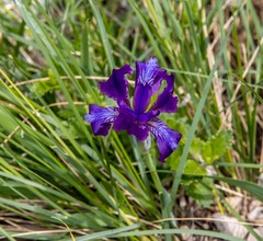 Iris furcata