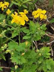 Chelidonium majus