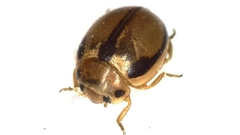 Tytthaspis gebleri