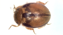 Tytthaspis gebleri