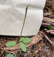 Pterostylis concinna