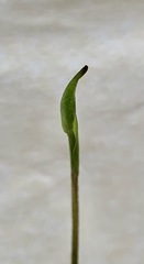 Pterostylis concinna