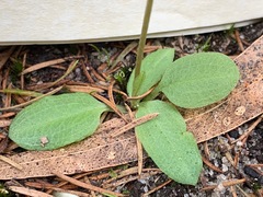 Pterostylis concinna
