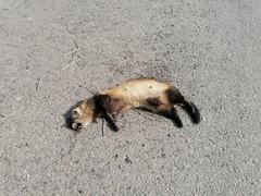 Mustela eversmanii