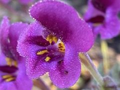 Diplacus kelloggii