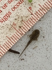 Ambystoma macrodactylum