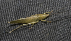 Pyrgocorypha uncinata