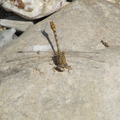 Onychogomphus costae