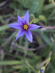 Sisyrinchium
