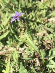 Sisyrinchium
