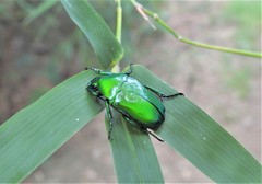 Heterorrhina elegans