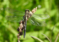 Phanogomphus descriptus