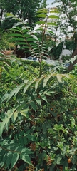 Ailanthus altissima