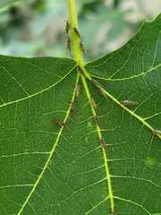 Homotoma ficus