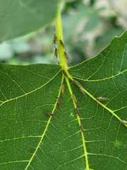 Homotoma ficus