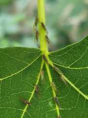 Homotoma ficus