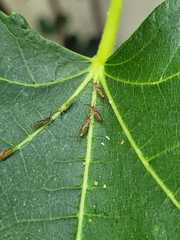 Homotoma ficus