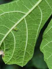 Homotoma ficus