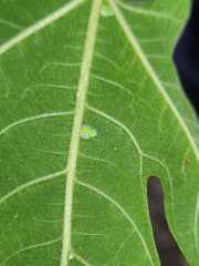 Homotoma ficus