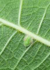 Homotoma ficus