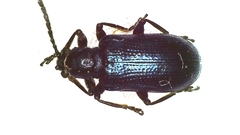 Lema cyanella