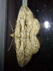 Peribatodes correptaria