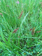 Carex disticha