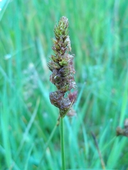 Carex disticha