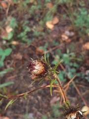 Carlina biebersteinii