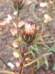 Carlina biebersteinii