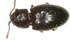 Atomaria analis