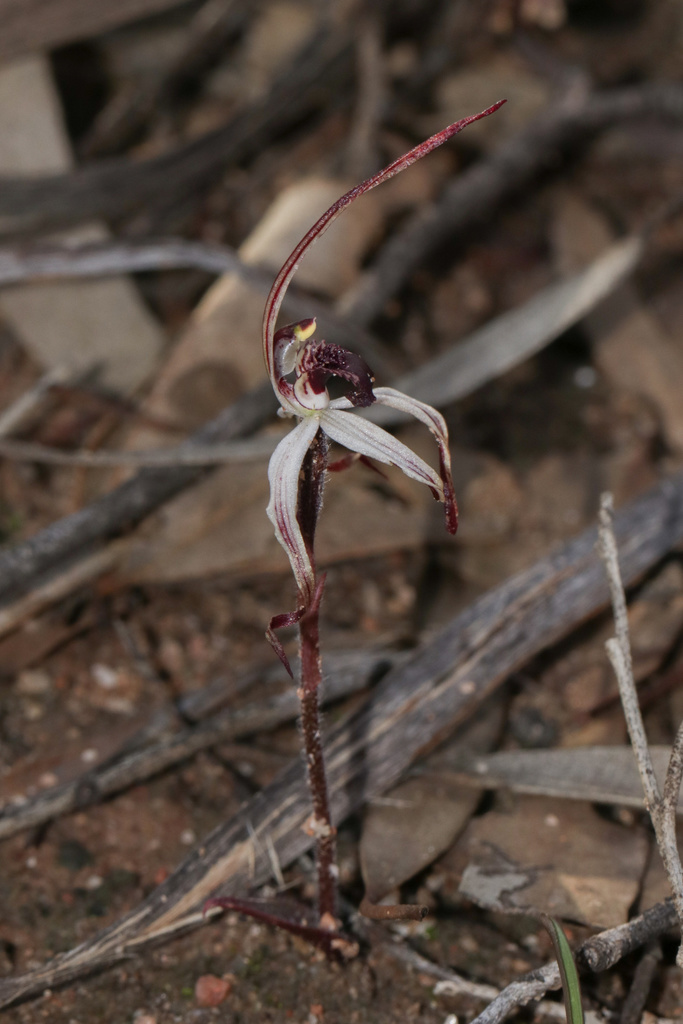 Caladenia drummondii