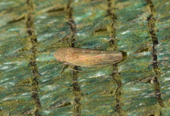 Psammotettix confinis