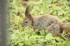 Sciurus vulgaris