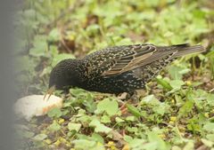Sturnus vulgaris