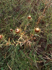 Carlina biebersteinii