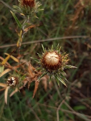 Carlina biebersteinii