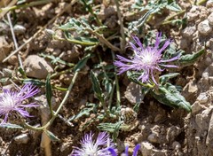 Psephellus boissieri