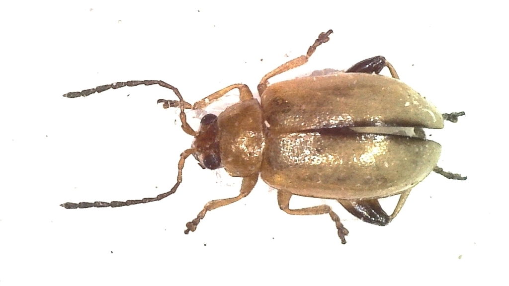 Longitarsus tabidus