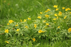 Anemonoides ranunculoides