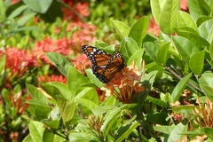 Danaus erippus