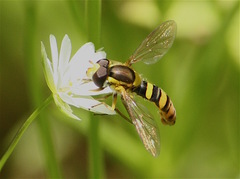 Sphaerophoria philanthus
