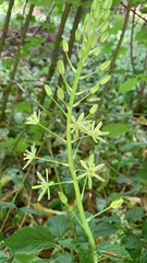 Neottieae