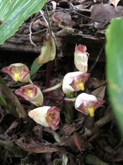 Acanthophippium sylhetense