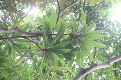 Semecarpus cuneiformis