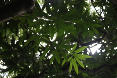 Semecarpus cuneiformis