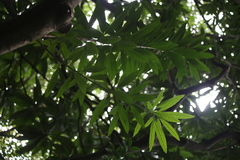 Semecarpus cuneiformis