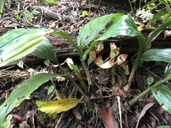 Acanthophippium sylhetense